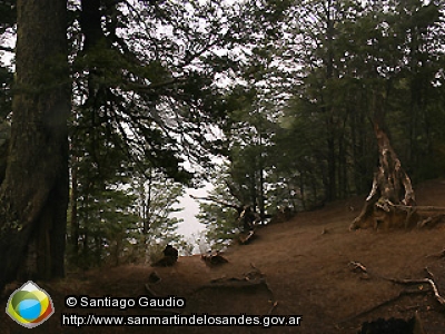 Panorámica 360º Bosque invernal (Santiago Gaudio)