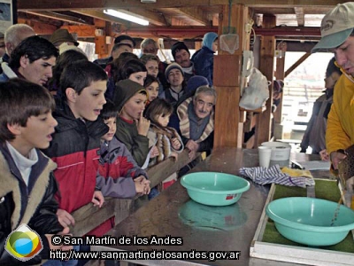 Foto Desove en la trampa de peces (San Martín de los Andes)