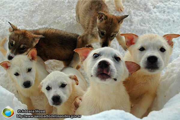 Foto Cachorros (Adriana Mussi)