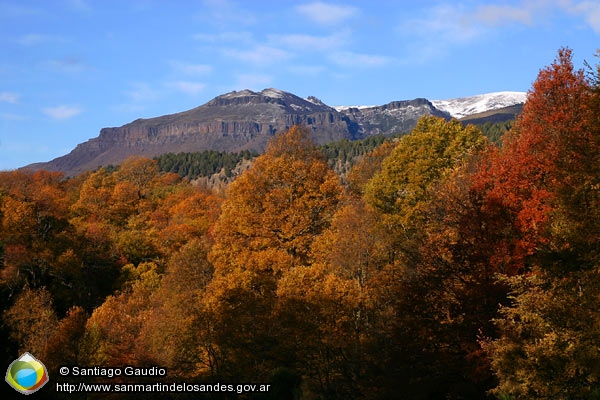 Foto Bosque andino (Santiago Gaudio)