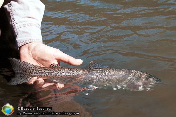 Foto Pesca y devolución (Ezequiel Scagnetti)