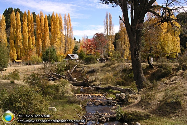 Foto Álamos en otoño (Flavio Bonolauri)