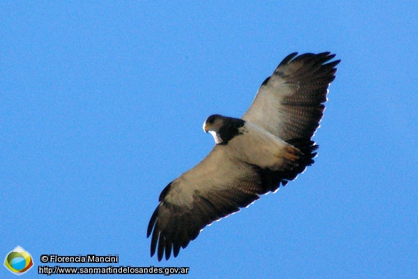 Foto Águila Mora (Florencia Mancini)