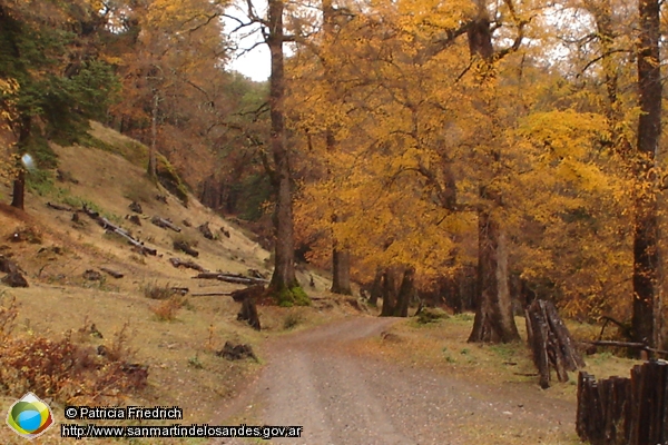 Foto Camino en otoño (Patricia Friedrich)