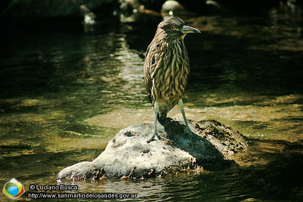 Foto Avifauna (Luciano Busca)