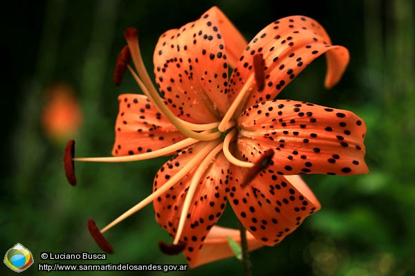 Foto Flora (Luciano Busca)