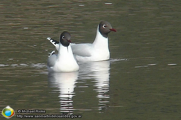 Foto Gaviota ()