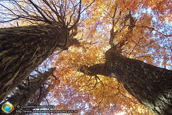 Foto Bosque de Lengas (Guillermo Hermosilla)