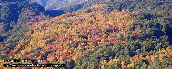 Foto Otoño (Guillermo Hermosilla)