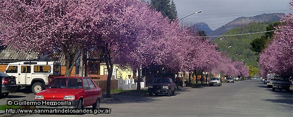 Foto Primavera sanmartinense (Guillermo Hermosilla)