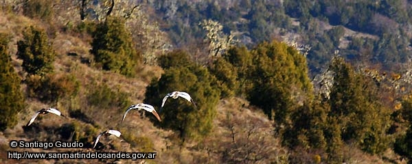 Foto Avifauna (Santiago Gaudio)