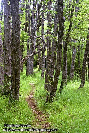 Foto Bosque andino (Santiago Gaudio)