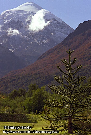 Foto Volcán Lanín y pequeña araucaria (Santiago Gaudio)