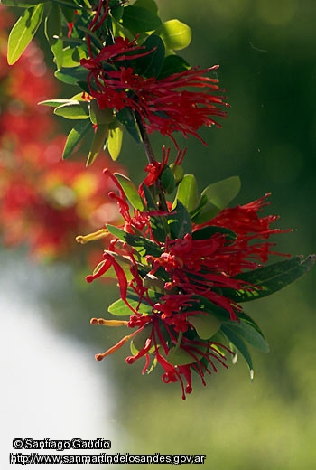 Foto Flor del Notro (Santiago Gaudio)