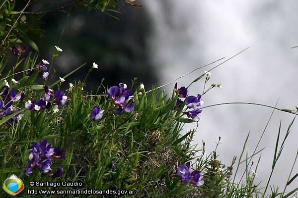 Foto Flores silvestres (Santiago Gaudio)