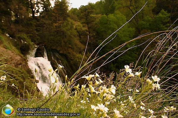 Foto Margaritas y Cascada (Santiago Gaudio)