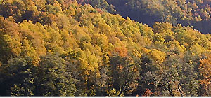 El bosque El bosque