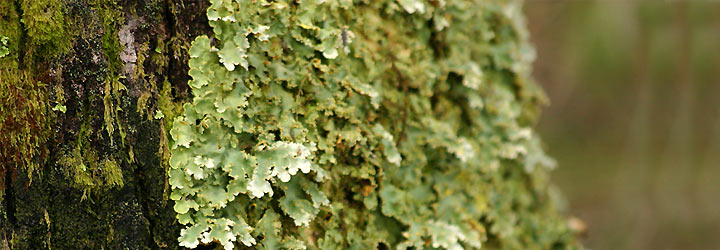 El bosque - Santiago Gaudio El bosque - Santiago Gaudio
