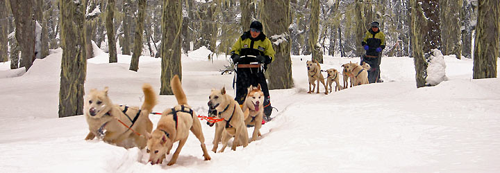 Trineos con perros siberianos - Santiago Gaudio Trineos con perros siberianos - Santiago Gaudio