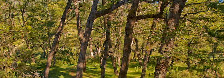 Buenas prácticas ambientales en San Martín de los Andes - Turismo San Martín de los Andes Buenas prácticas ambientales en San Martín de los Andes - Turismo San Martín de los Andes