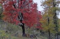 Foto Bosque y colores (César Cassina)