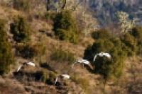 Foto Avifauna (Santiago Gaudio)