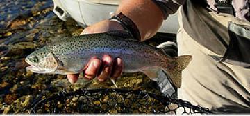 Fishing Fishing
