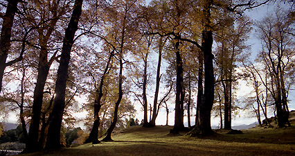 Roble Pellín Roble Pellín