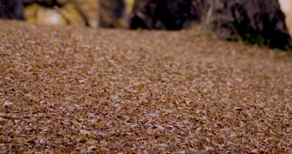 Otoño Otoño