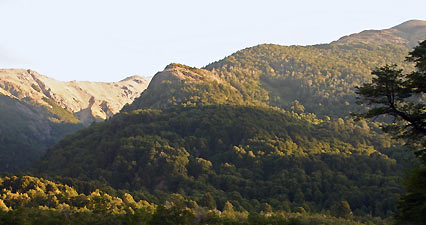 Bosque de altura Bosque de altura