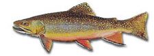 Fontinalis Fontinalis
